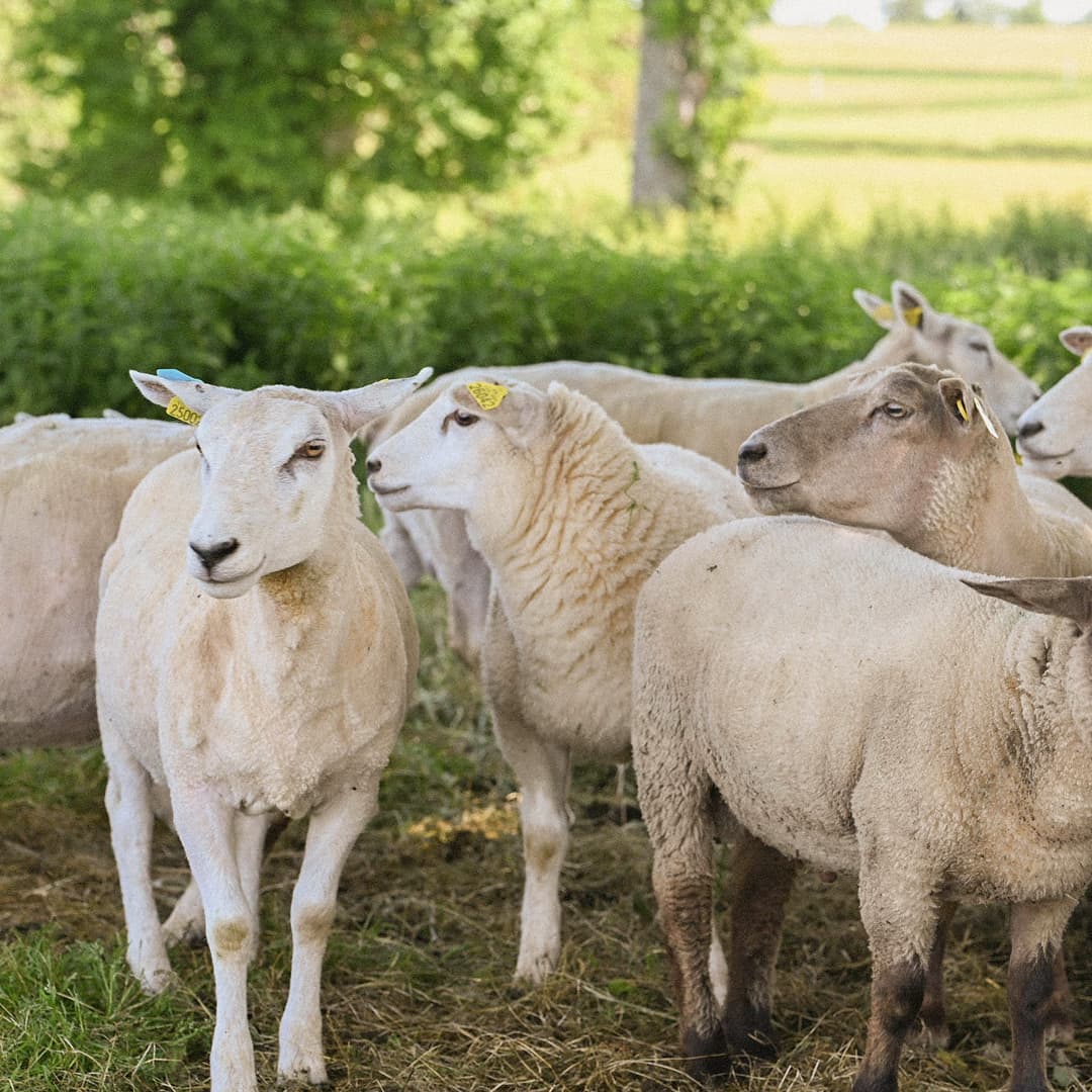 35,6 ha en élevage de brebis laitières Bio - Élevage en Nouvelle-Aquitaine | Hectarea - 2