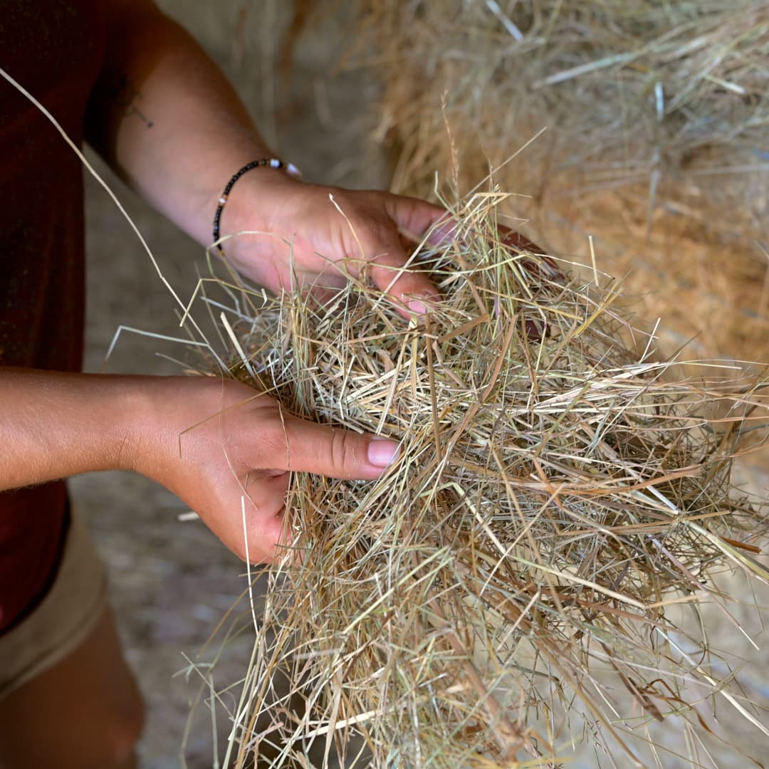 35,6 ha en élevage de brebis laitières Bio - Élevage en Nouvelle-Aquitaine | Hectarea - 4