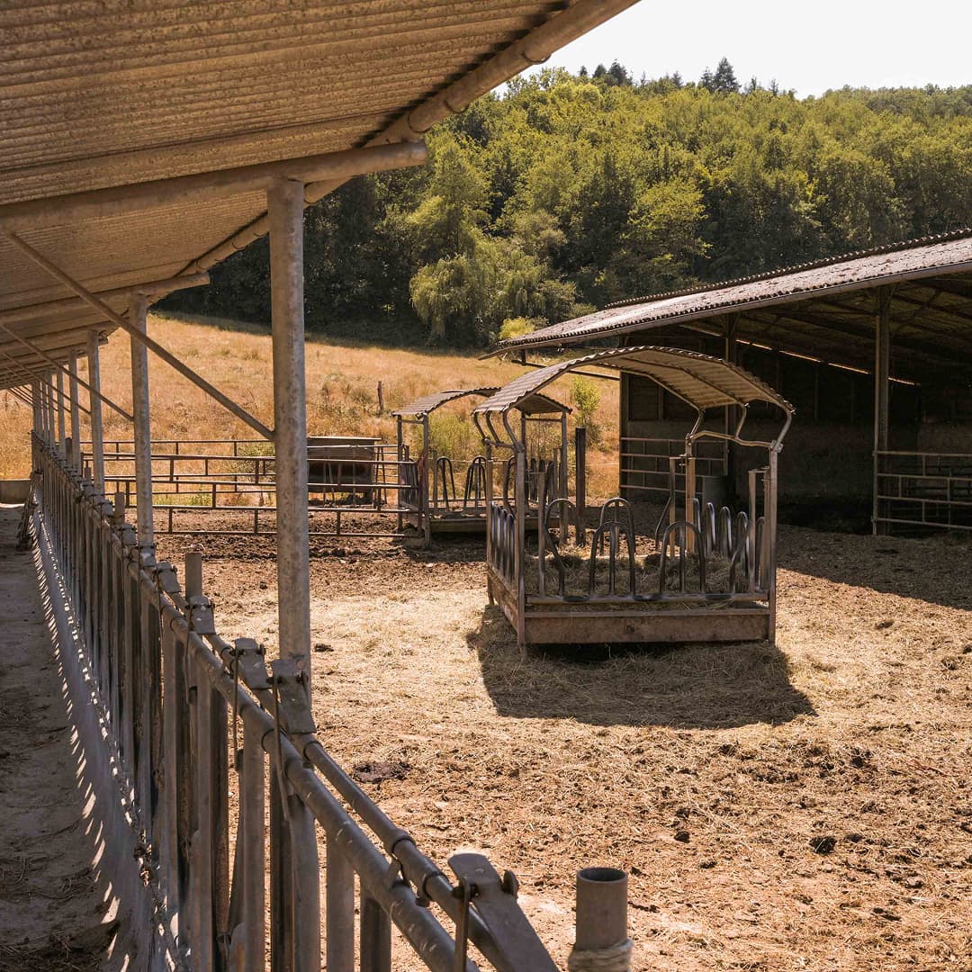 35,6 ha en élevage de brebis laitières Bio - 8