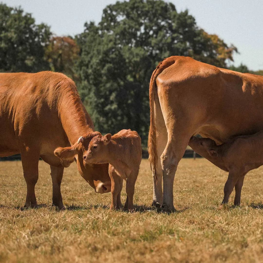 24 ha en élevage de Limousines - prairies naturelles - Élevage en Normandie | Hectarea - 2