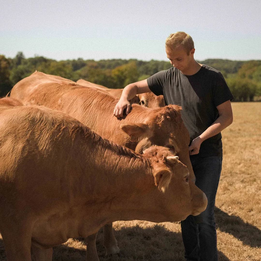24 ha en élevage de Limousines - prairies naturelles - Élevage en Normandie | Hectarea - 5