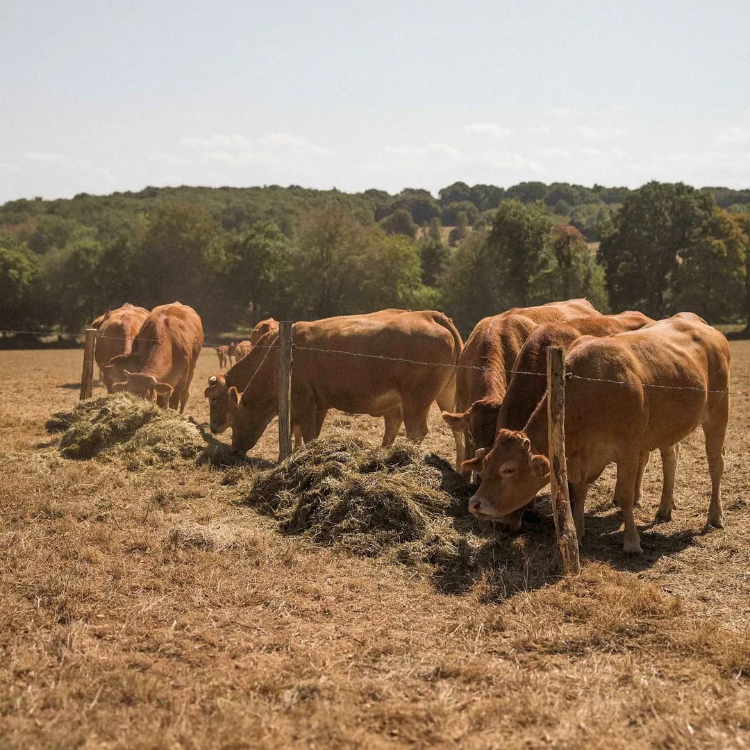 24 ha en élevage de Limousines - prairies naturelles - Élevage en Normandie | Hectarea - 6