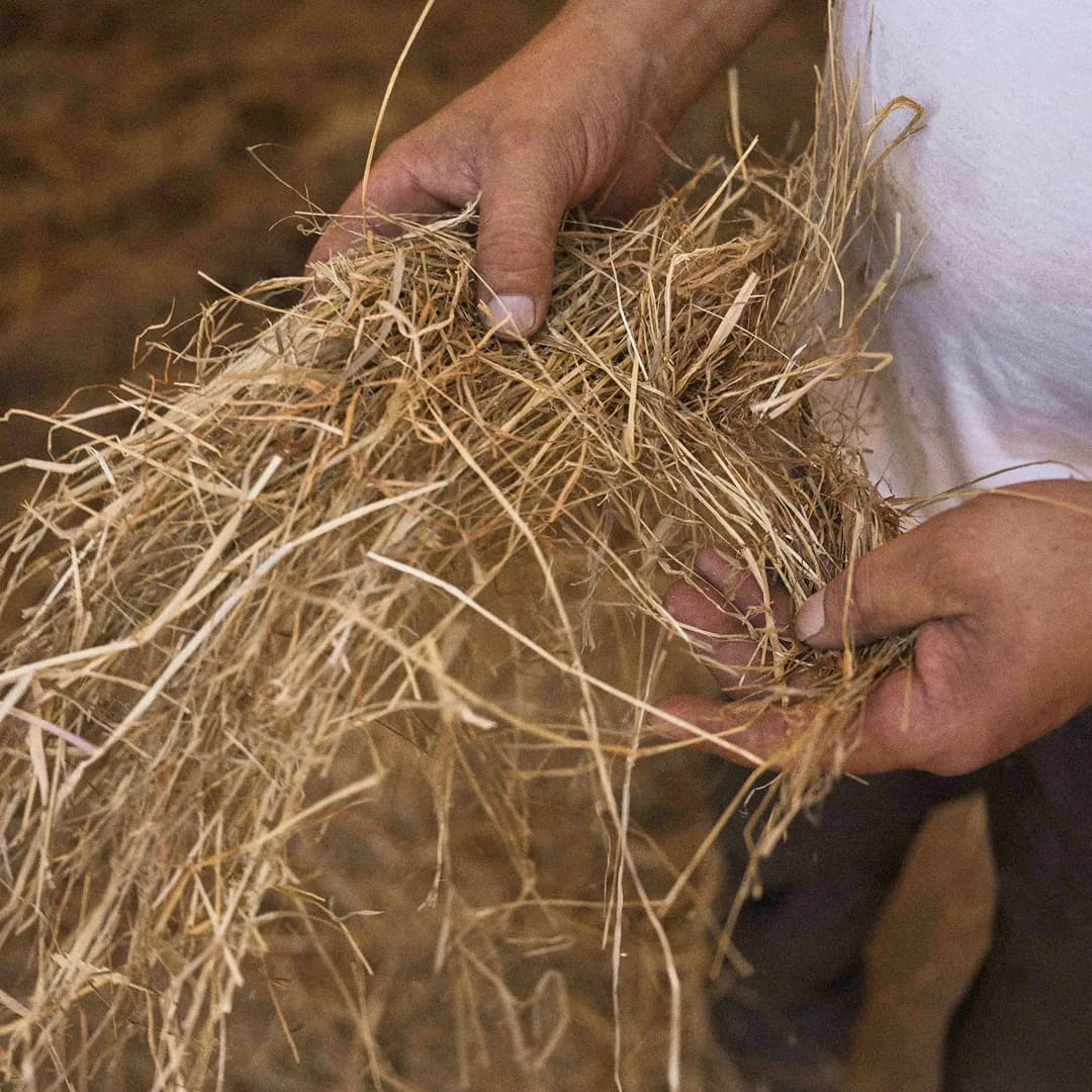 24 ha en élevage de Limousines - prairies naturelles - Élevage en Normandie | Hectarea - 9