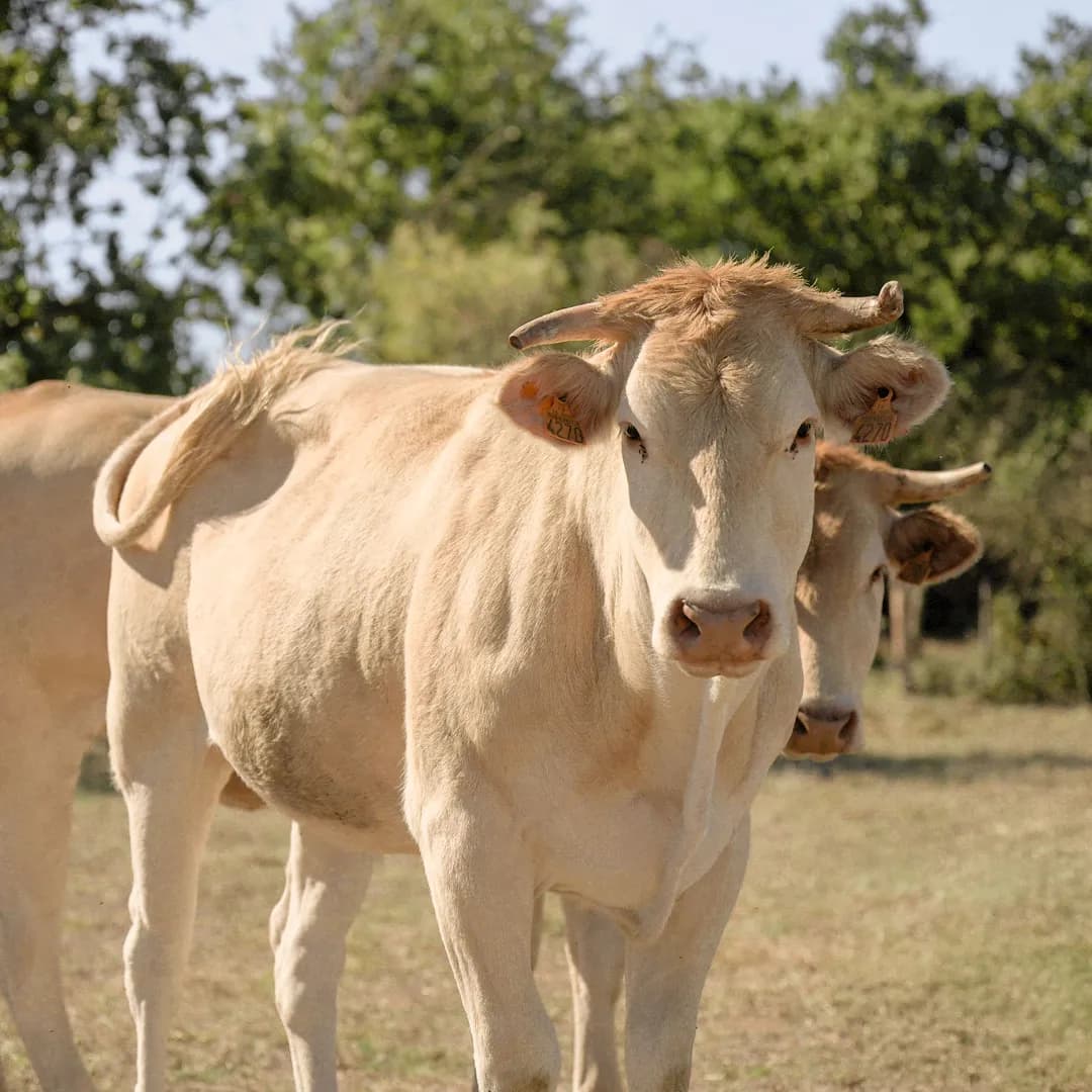 35,9 ha en élevage de blondes d'Aquitaine - prairies biologiques - Élevage en Nouvelle-Aquitaine | Hectarea - 2