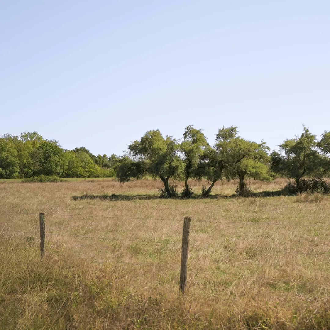 35,9 ha en élevage de blondes d'Aquitaine - prairies biologiques - Élevage en Nouvelle-Aquitaine | Hectarea - 3