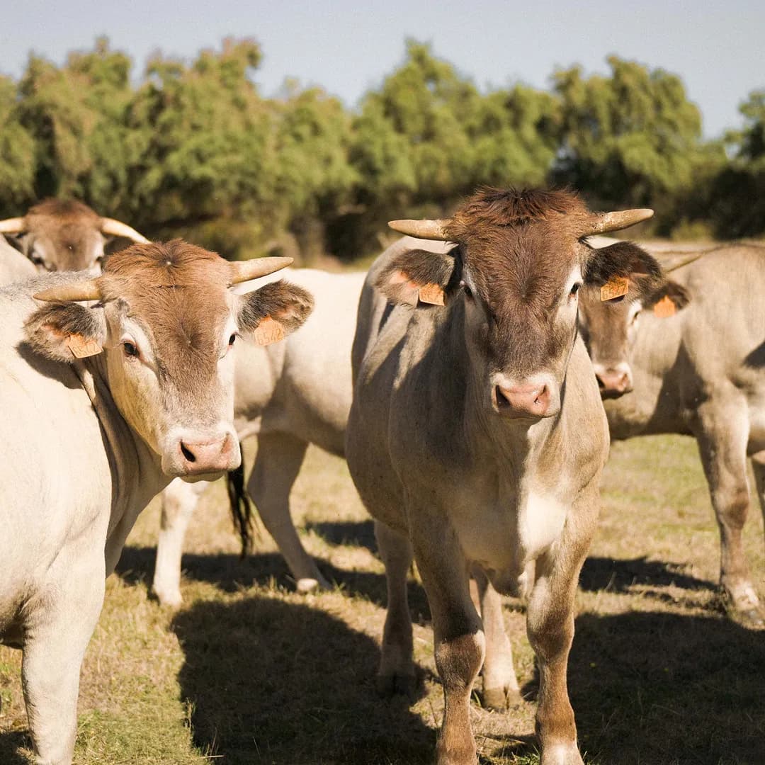 35,9 ha en élevage de blondes d'Aquitaine - prairies biologiques - Élevage en Nouvelle-Aquitaine | Hectarea - 5