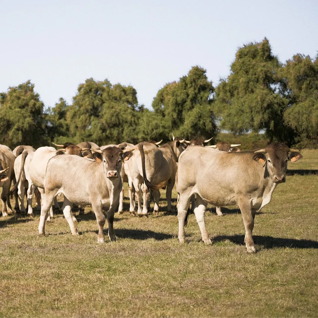 35,9 ha en élevage de blondes d'Aquitaine - prairies biologiques - Élevage en Nouvelle-Aquitaine | Hectarea - 8