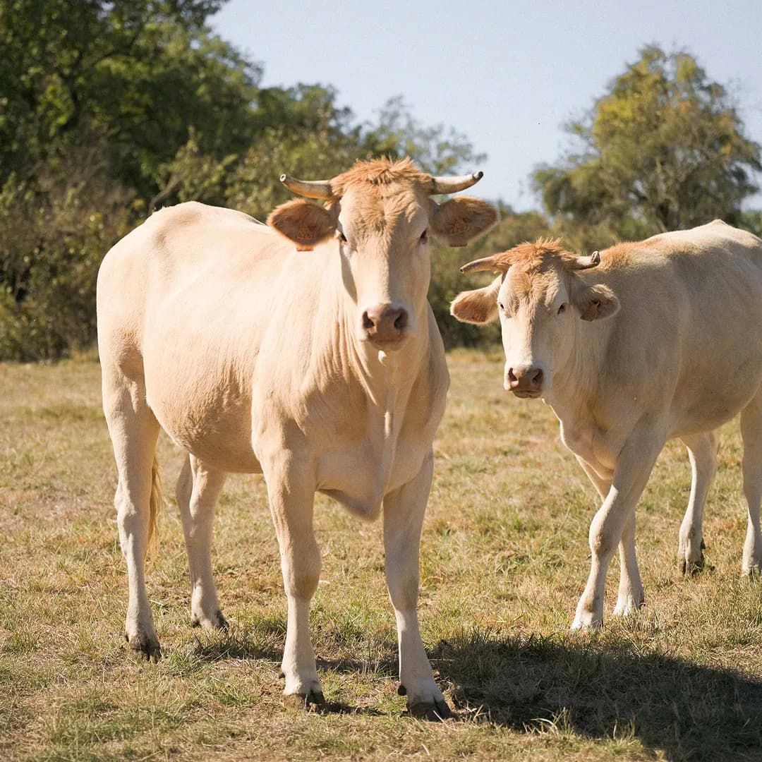 35,9 ha en élevage de blondes d'Aquitaine - prairies biologiques - Élevage en Nouvelle-Aquitaine | Hectarea - 9
