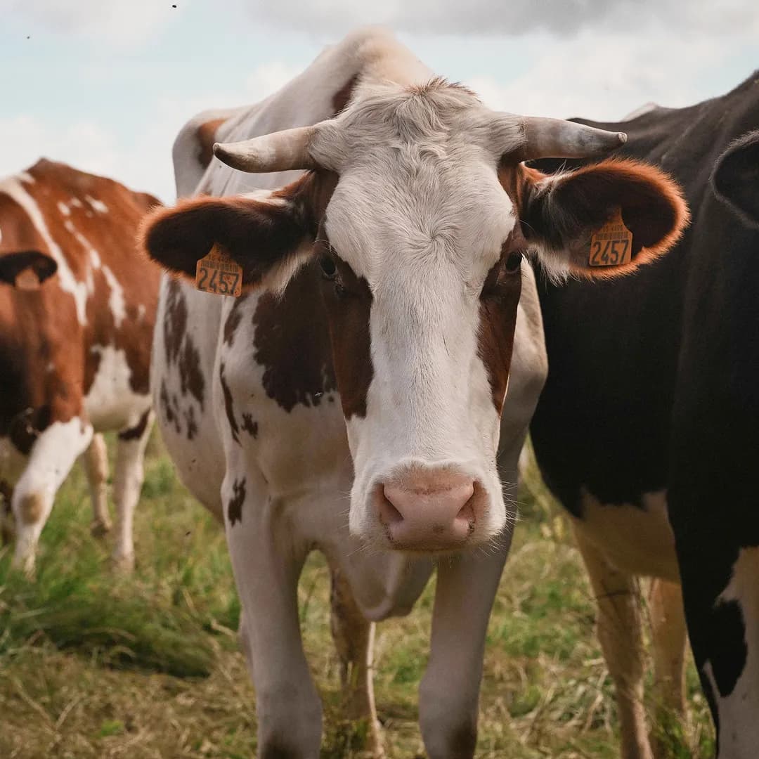 9,22 ha en élevage de vaches
laitières - Cantal & Salers AOP - 4