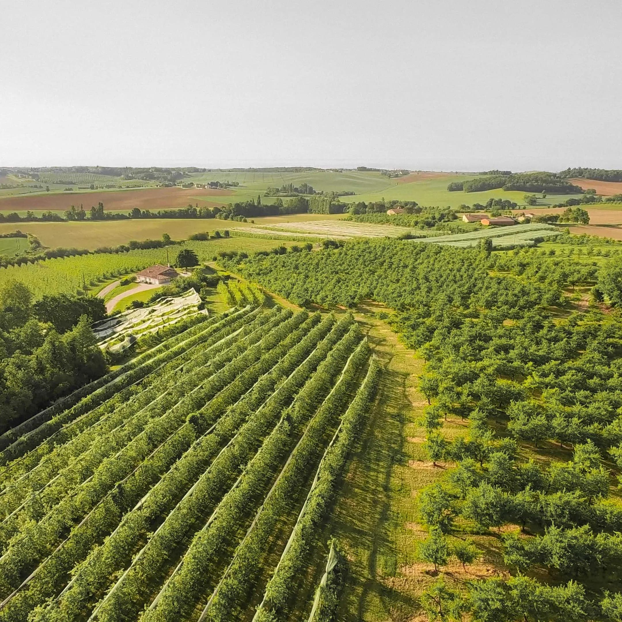 22,8 ha de vergers - Pommes et prunes d’Ente - Arboriculture en Nouvelle-Aquitaine | Hectarea - 2