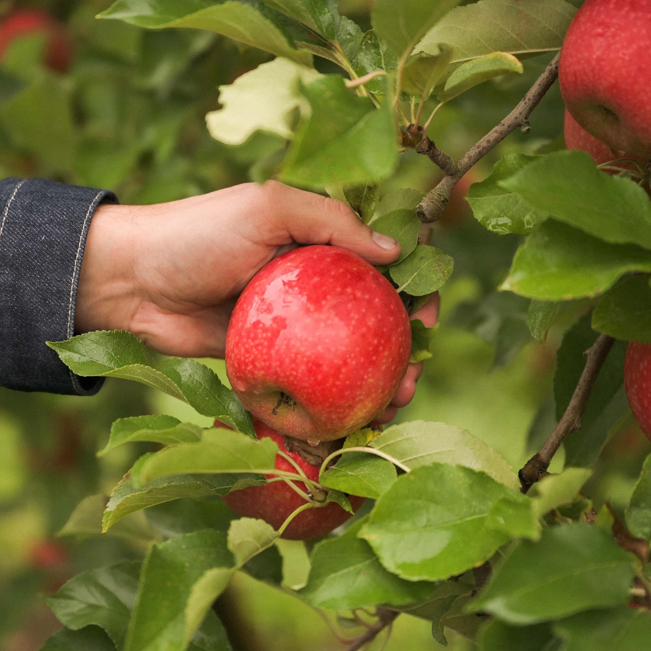 22,8 ha de vergers - Pommes et prunes d’Ente - Arboriculture en Nouvelle-Aquitaine | Hectarea - 3