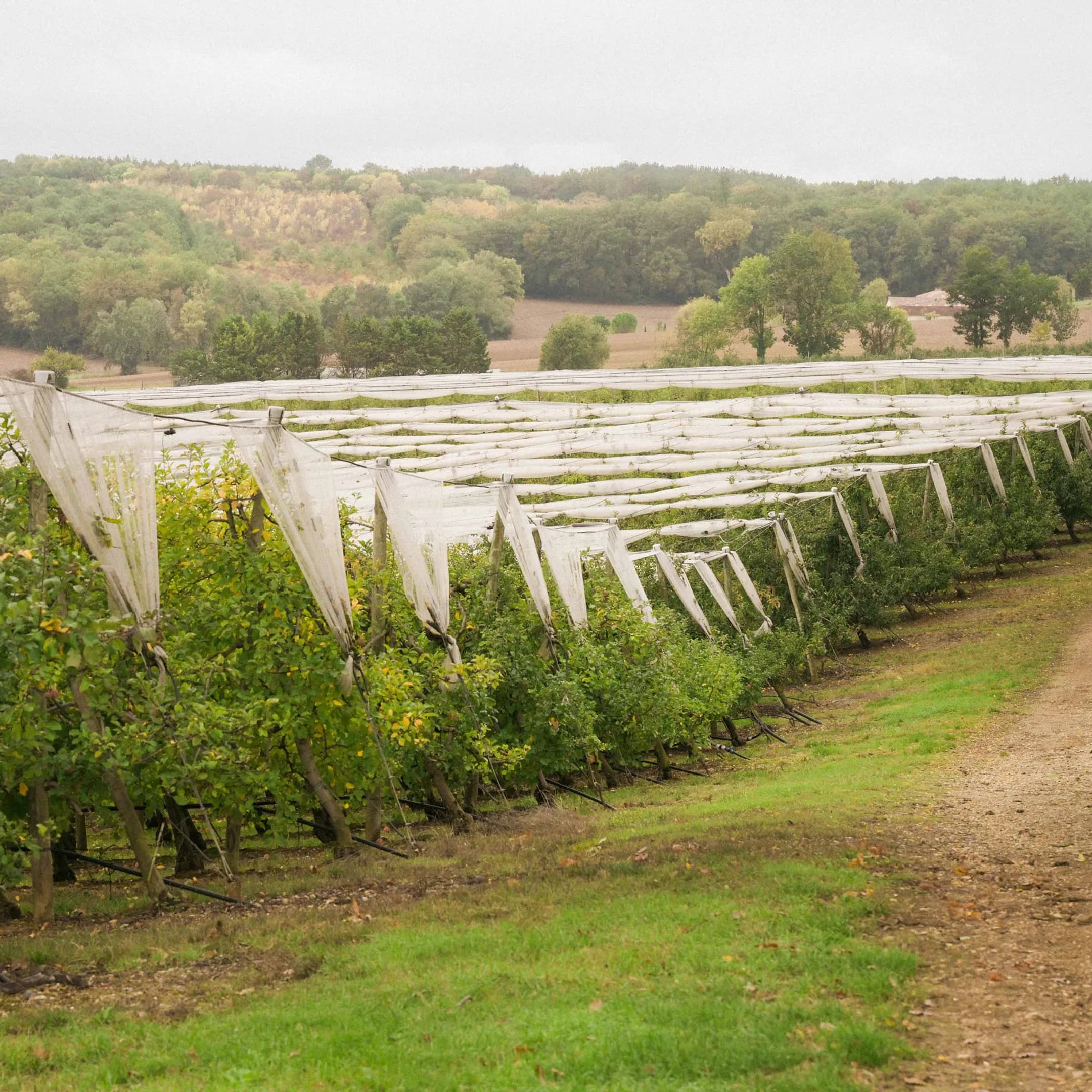22,8 ha de vergers - Pommes et prunes d’Ente - Arboriculture en Nouvelle-Aquitaine | Hectarea - 8