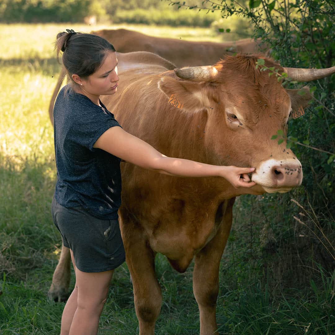 12 ha en polyculture et élevage de Limousines
