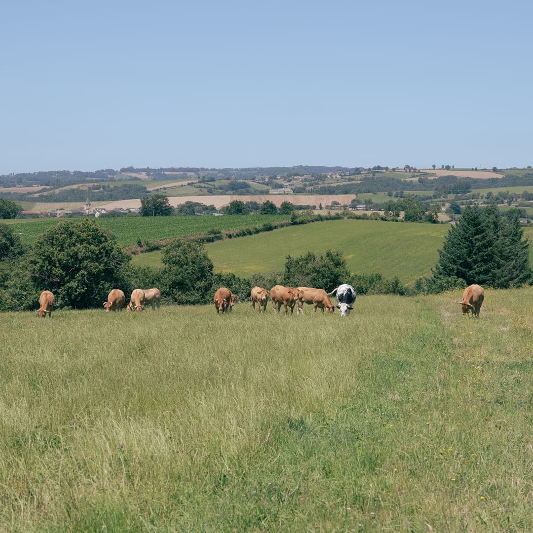 12 ha en polyculture et élevage de Limousines - 2