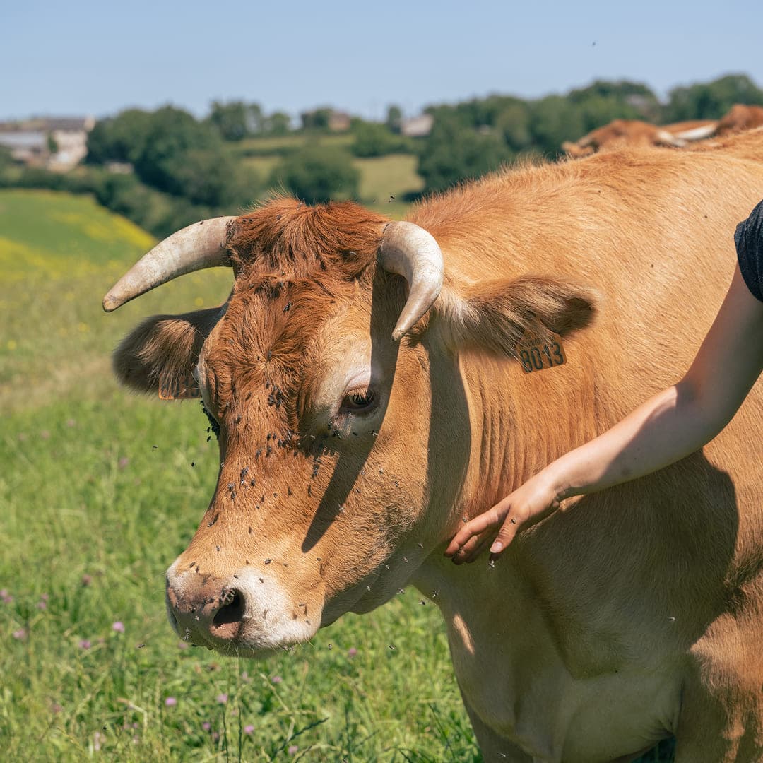 12 ha en polyculture et élevage de Limousines - 4