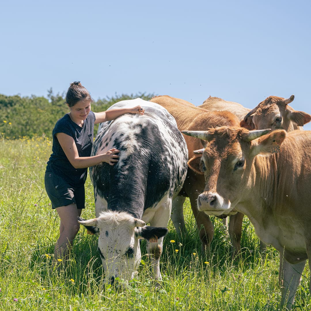 12 ha en polyculture et élevage de Limousines - 5