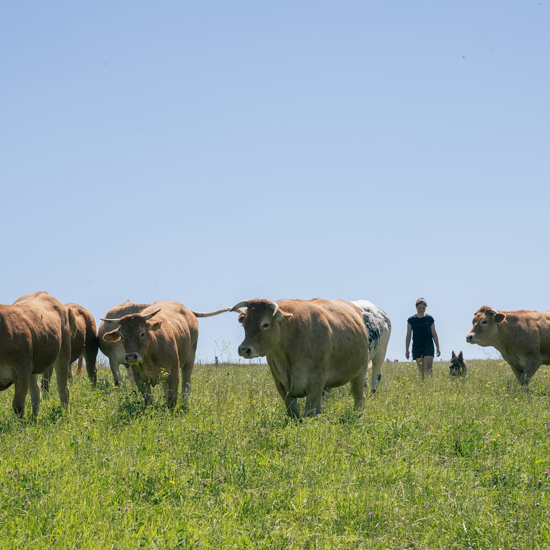 12 ha en polyculture et élevage de Limousines - 7
