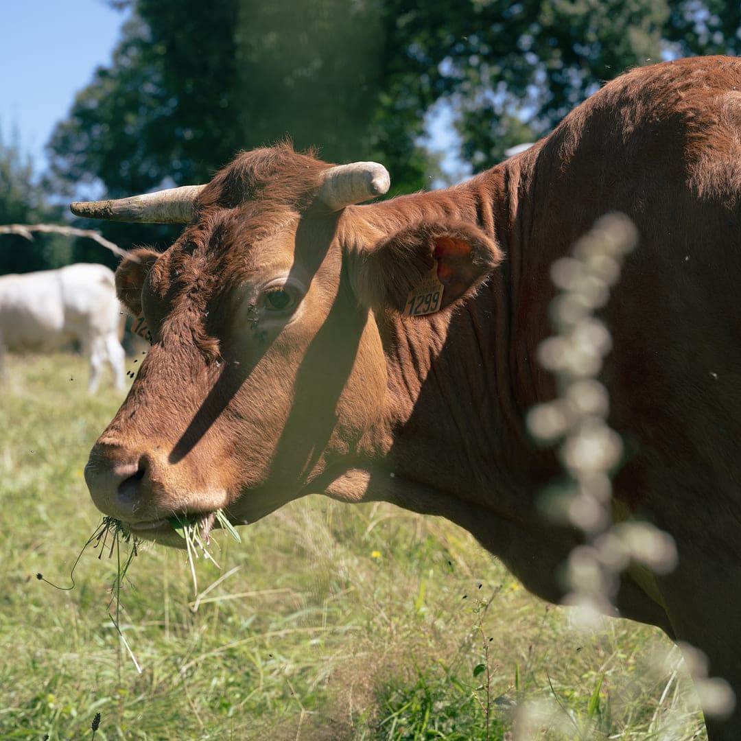 12 ha en polyculture et élevage de Limousines - 8